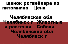 щенок ротвейлера из питомника › Цена ­ 25 000 - Челябинская обл., Челябинск г. Животные и растения » Собаки   . Челябинская обл.,Челябинск г.